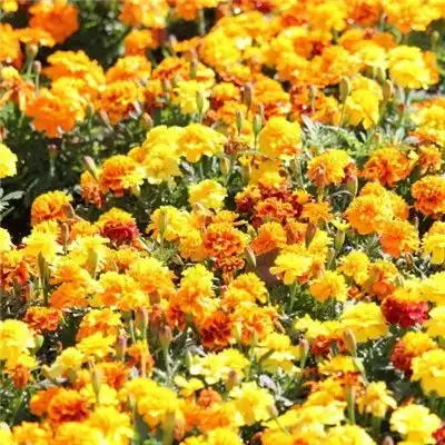 2023最新鲜艳橙花黄花风景头像