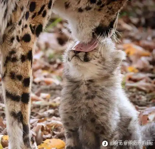 小豹子图片头像