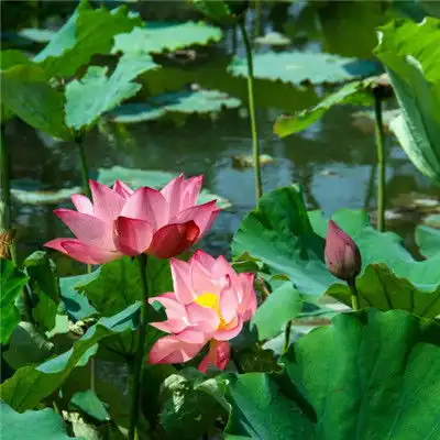 微信头像荷花女孩莲池