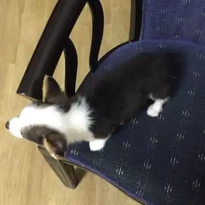 花五百元买了只泰迪,邮寄到家后女孩笑出鼻涕泡确定你是泰迪