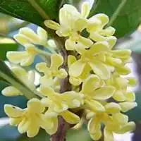 唯美好看桂树微信头像图片微信头像图片大全