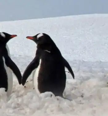 萌萌哒双人企鹅头像