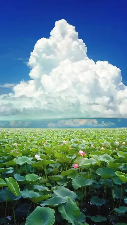 汇总贴丨你们留言的壁纸都在这儿拿oo