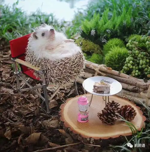 茉莉芬芳那些让我柔软的情节