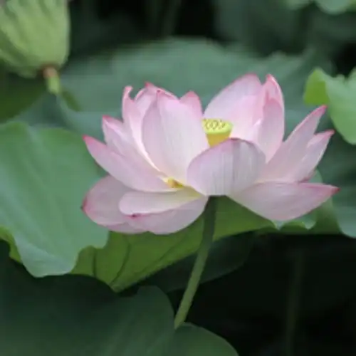 德慧沉思录之七七三山林子自然道德智慧教育慧商