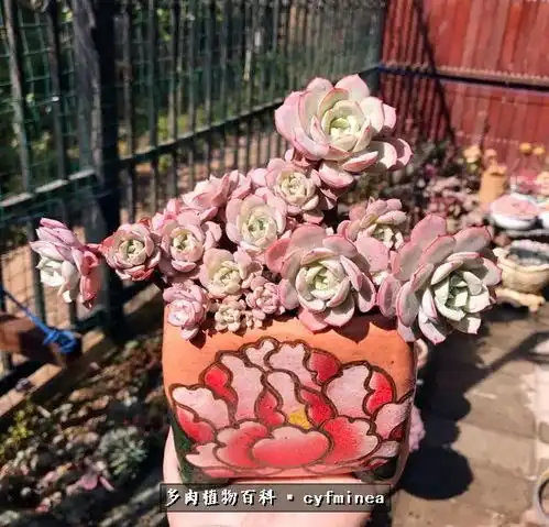 阳光灿烂,多肉娇美简单很幸福,幸福很简单