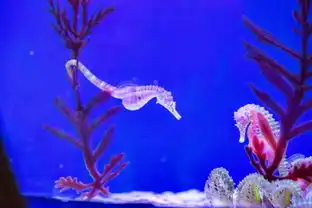 小岳岳为了女儿竟只身潜入鲨鱼展缸与鲨鱼共舞