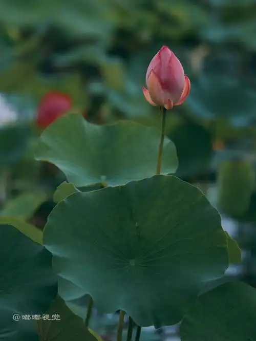 西安旅游推荐大唐芙蓉园的荷花已经开了,就等你来赏了