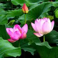 最新莲花图片唯美头像微信头像图片大全