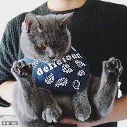 现实版新海诚的她和她的猫,猫咪眼中那个爱刺绣的女孩