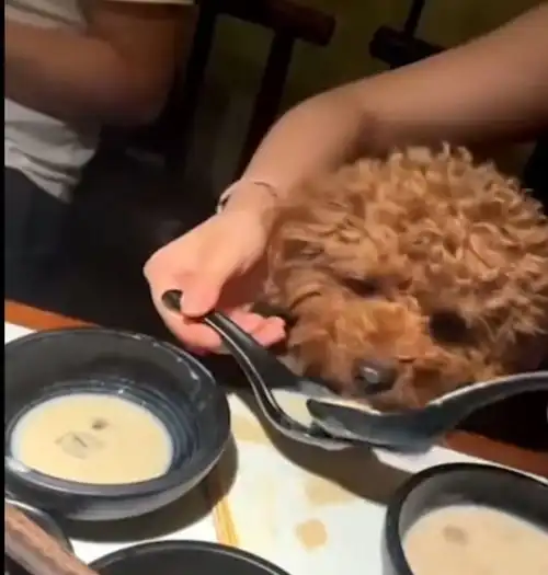 江苏一女子用餐厅汤勺喂宠物狗,称给它吃完洗了,店家舔过的全扔了