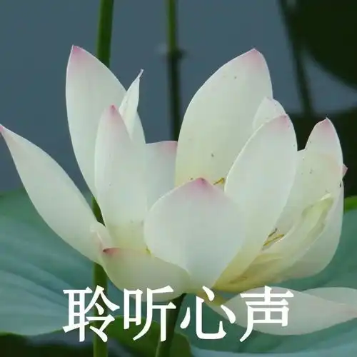 你找了很久的中老年潮流头像
