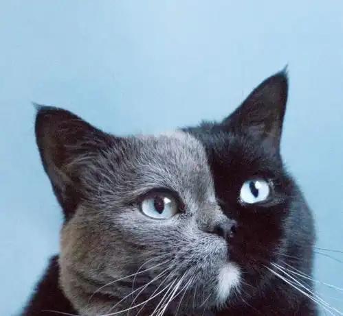 难得一见的双面猫,这是生到一半没墨水了吗