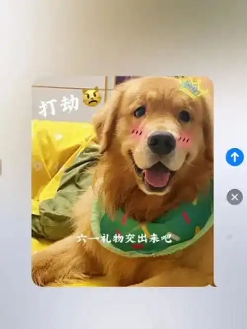 该发给谁不用我说了吧金毛皮一下很开心憨憨日常