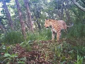 保护秦岭保护秦岭精灵你我携手同行