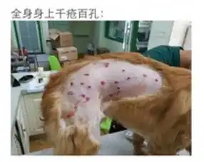 关注丨宠物狗乘飞机托运被打重伤,宠物托运的正确姿势