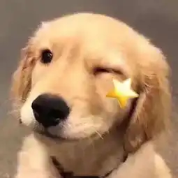 微信翻译还有这功能是我打开方式不对吧...