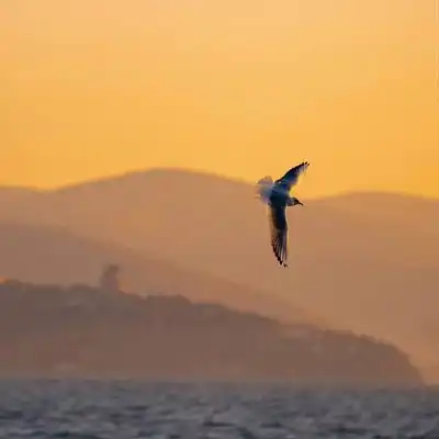 2023最新唯美夕阳风景头像