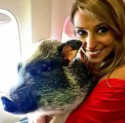 女子登机后突然提出要下机我要马上离婚