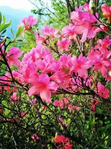 杜鹃花开红似火窈窕淑女入梦境