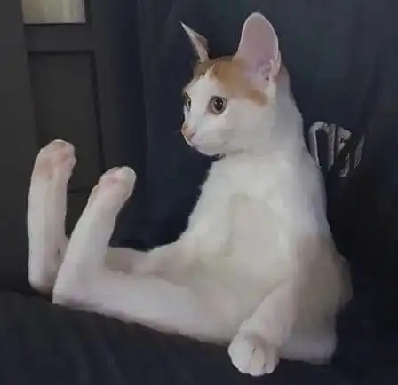 便宜又好用,小屏旗舰终于迎来第二春