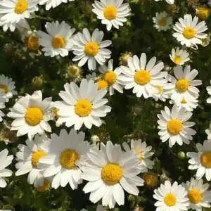 可爱的情话句子世间