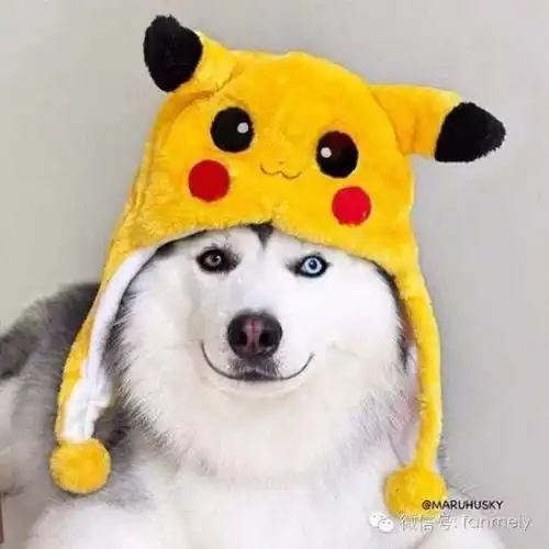 超人气哈士奇超萌咪咪眼笑脸像只小企鹅,一睁眼立刻变身帅气双色瞳王子让粉丝都暴动啦