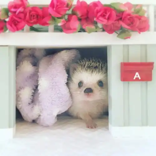 住豪宅出写真秀恩爱这只网红小刺猬的生活太让人羡慕了