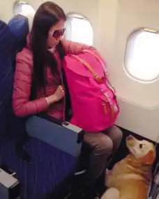 继王思聪后,又一女子带狗狗上飞机,而且还是民航飞机