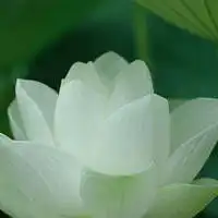 荷花头像图片大全集老年人头像微信头像荷花系列