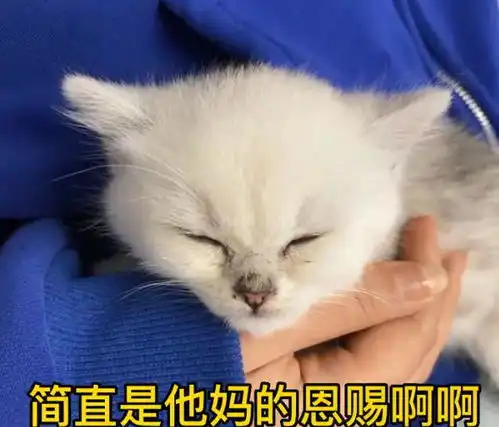 女子买猫送男友当生日礼物,男友的举动让人语塞感觉买了个情敌