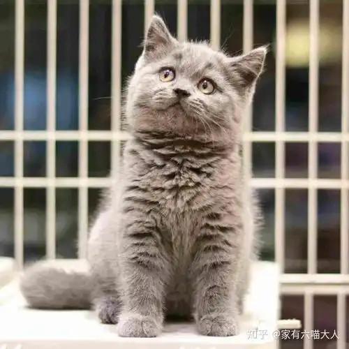 假如猫咪会发朋友圈