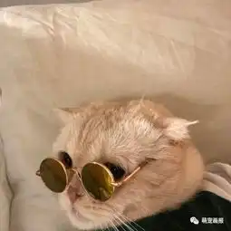 喵星人朕要戴上眼镜,把地球看清楚一点儿