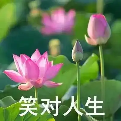 我想开了荷花头像原图