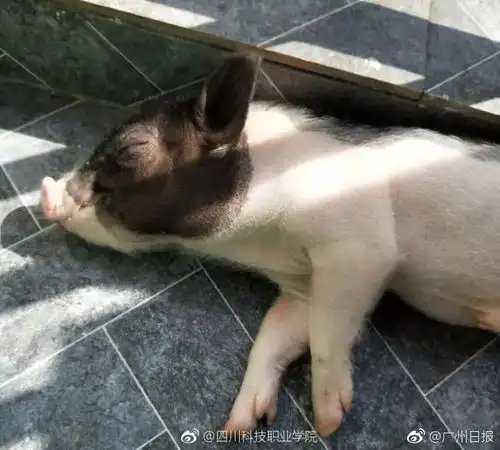 笑掉大牙女子网购小香猪,同吃同睡,接下来让人意想不到