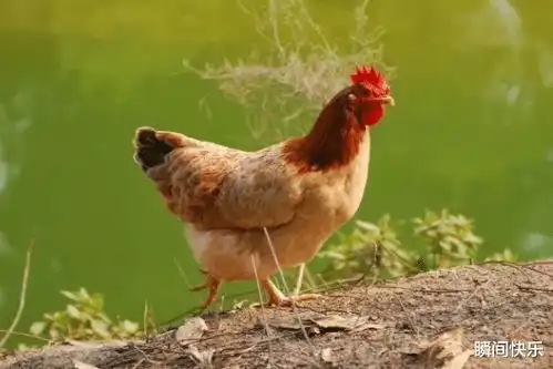 生肖龙2021年谁是你的超级贵人遇到要珍惜,看看你身边有吗