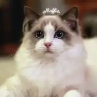小公主布偶猫可爱头像卖萌喵星人个性头像
