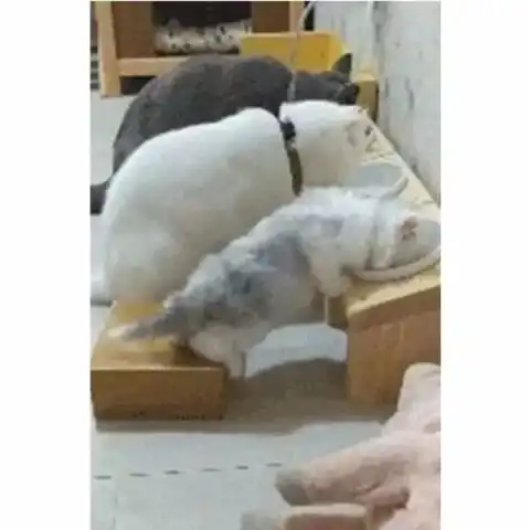 奶猫跟爸妈一起吃饭实在太累,不劈叉都吃不到