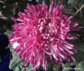 最有福气的3生肖女,婆婆拿她当女儿,丈夫疼她如宝贝
