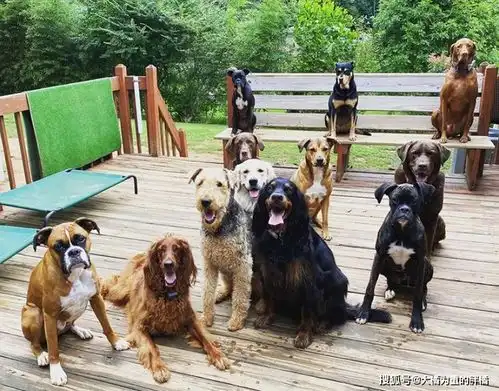 女子免费为狗狗庆生,3只拳师犬带头配合拍照,宠主安心寄养爱犬