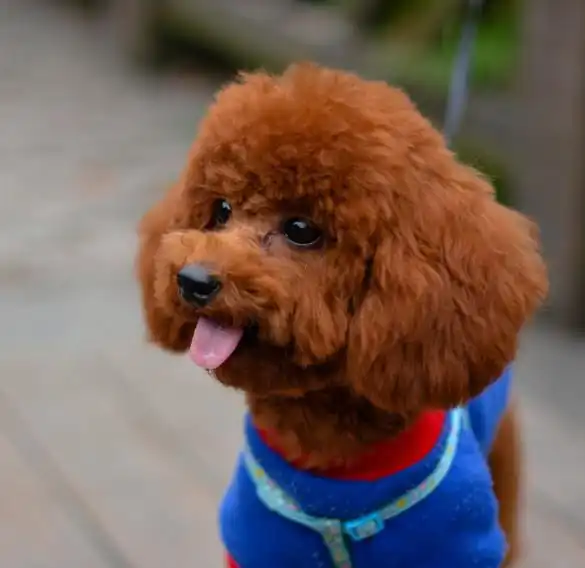 泰迪疑似走丢,好心人帮它找到主人,不料原主却头也不回的走掉