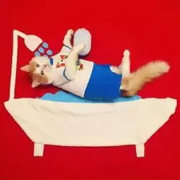 俄罗斯猫咪少女写真太有趣铲屎官脑洞真大