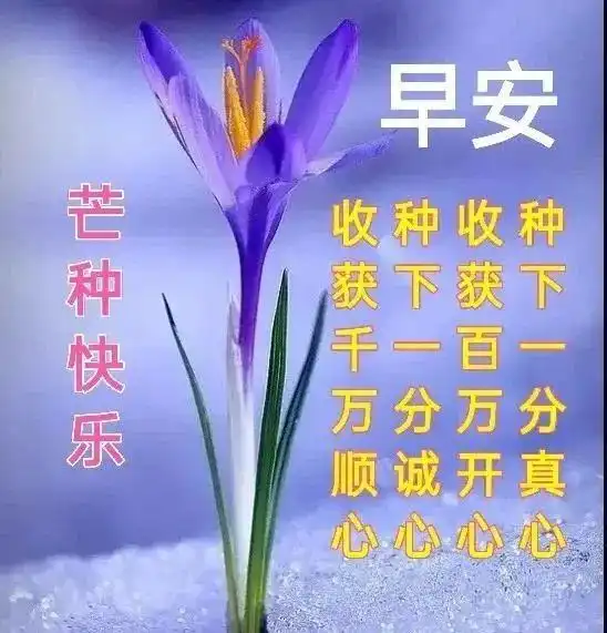 今日芒种,祝你芒种快乐吉祥