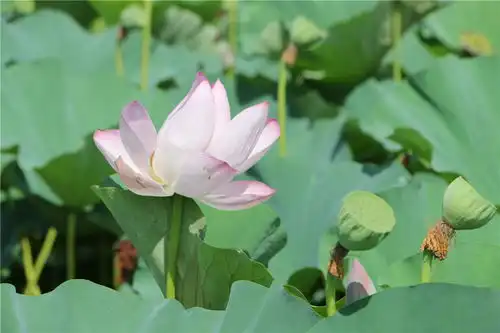 旗袍美女带你逛千荷园,江苏苏北洪泽湖的荷花美如画