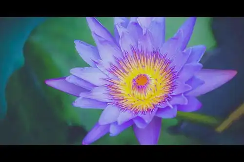 想去洪湖公园荷花都开了,一起坐地铁去打卡吧