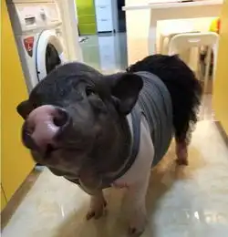 女子养170斤宠物猪同床4年还接吻