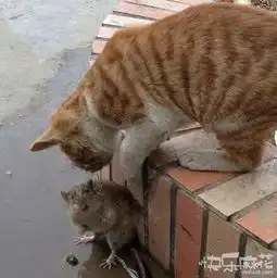 老鼠为什么怕猫