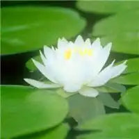 微信头像荷花女孩夏至