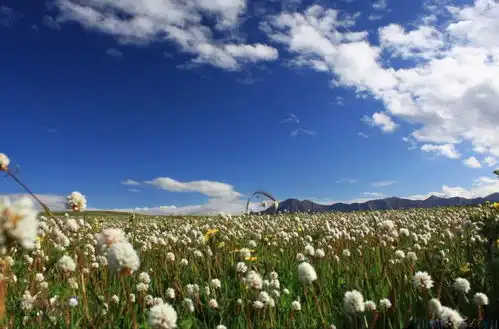 唯美沙画甘肃真正的千面女郎