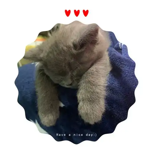 晒太阳,猫生太惬意了